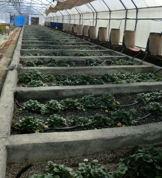 Third Responsive Image