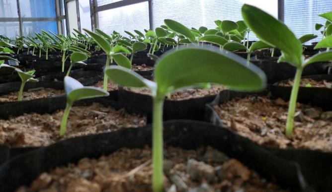 First Responsive Image